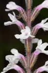 Carolina false vervain